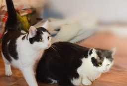 Kocie rodzeństwo szuka wspólnego domu