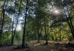 Działka inna Adamów-Wieś, al. Świerkowa