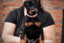 Doberman FCI