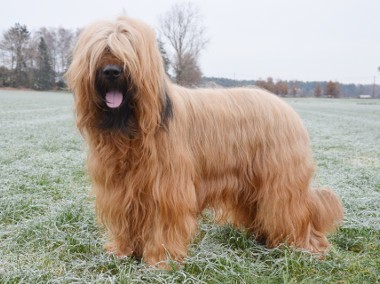 Owczarek francuski Briard-1