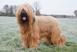 Owczarek francuski Briard