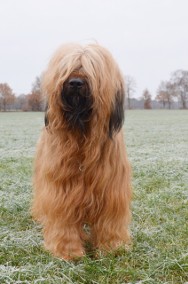 Owczarek francuski Briard-2