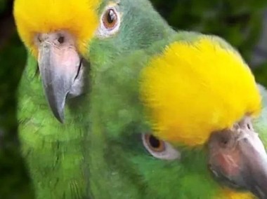 papug Amazonka szuka domu ADOPCJA-1