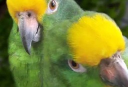 papug Amazonka szuka domu ADOPCJA