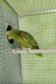 papug Amazonka szuka domu ADOPCJA-2