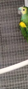 papug Amazonka szuka domu ADOPCJA-4