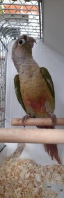 Papugi Rudosterki/Rudosterka-3