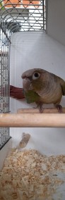 Papugi Rudosterki/Rudosterka-4