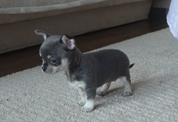 Chihuahua suczka niebieska