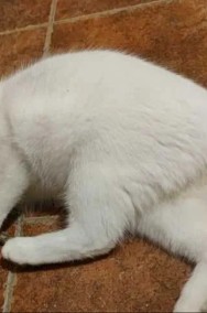 Syriuszek - cudny kotuszek :) – młodziutki biały kocurek-2