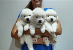 Szczeniaki Samoyed ostatnie wolne rezerwacje