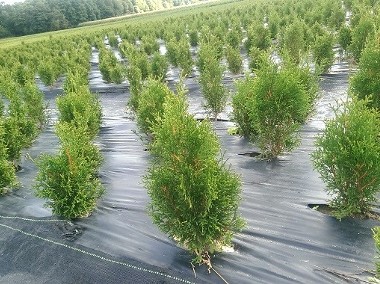 Tuja szmaragd Goły korzeń 50-70 cm Tania wysyłka Thuja smaragd sadzonka 50-70 cm-1