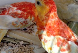 Papugi Świergoty oranżowe  Gdańsk woliera zewnętrzna 