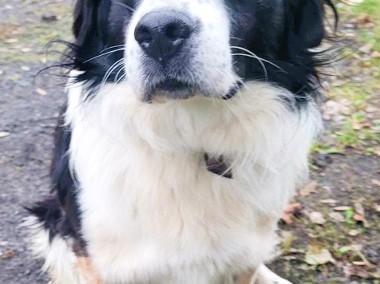 LAKI - piękny psiak w typie border collie szuka domu-1