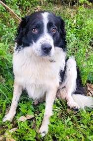 LAKI - piękny psiak w typie border collie szuka domu-2