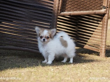 Sprzedam piękne szczeniaki Chihuahua- Nowe zdjęcia !-1