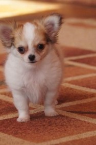 Sprzedam piękne szczeniaki Chihuahua- Nowe zdjęcia !-2