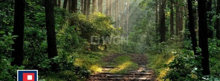 Działki leśne o łącznej powierzchni 4ha gmina Kiełczygłów-1