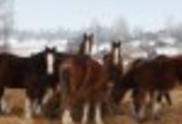 Ukraina.Konie 900zl,zwierzeta hodowlane, ogiery, klacze, siwe rysaki. Stajnia