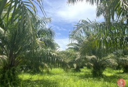 Działka inna Phang Nga