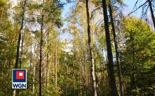 Działka leśna Chorzew