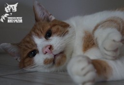 Kot Chudy szuka domku!  - Fundacja ''Koci Pazur''