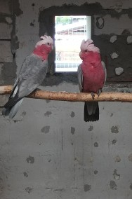 Kakadu różowe -2