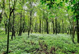 Działka budowlana Palmira, Chiriquí