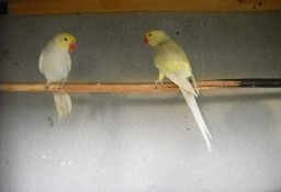 Papugi papuga aleksandretty z badaniami DNA