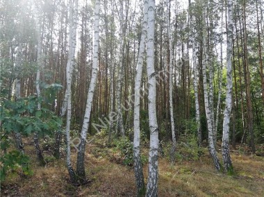 Działka leśna Janinów-1