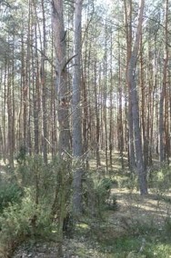 Działka leśna Łosie-3