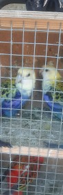 Papugi różne -4