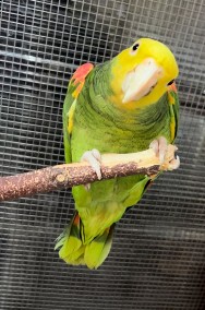 Papuga Amazonka żółtogardła (oratrix) - parka ( samiec i samica)-2