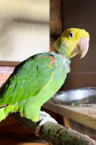 Papuga Amazonka żółtogardła (oratrix) -  samiec -2