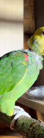 Papuga Amazonka żółtogardła (oratrix) - parka ( samiec i samica)-3