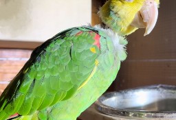 Papuga Amazonka żółtogardła (oratrix) -  samiec 