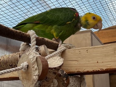 Papuga Amazonka żółtogardła (oratrix) -  samiec -1