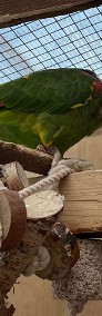 Papuga Amazonka żółtogardła (oratrix) - parka ( samiec i samica)-4