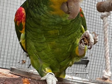 Papuga Amazonka żółtogardła (oratrix) - parka ( samiec i samica)-1