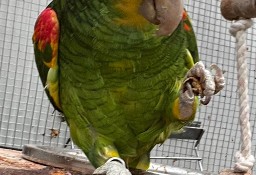 Papuga Amazonka żółtogardła (oratrix) - parka ( samiec i samica)