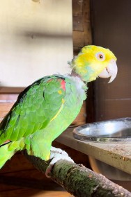 Papuga Amazonka żółtogardła (oratrix) -  samiec -3
