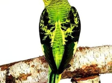 papużka falista blackwing czarnoskrzydła czarnoskrzydłe papugi ptaki -1
