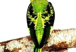 papużka falista blackwing czarnoskrzydła czarnoskrzydłe papugi ptaki 
