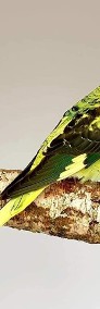 papużka falista blackwing czarnoskrzydła czarnoskrzydłe papugi ptaki -3