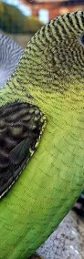 papużka falista blackwing czarnoskrzydła czarnoskrzydłe papugi ptaki -4
