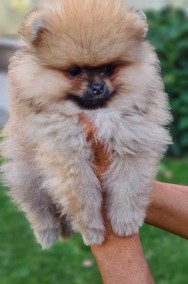 Szczeniak pies szpic mały . Szpic miniaturowy pomeranian.-2