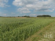 Działka rolna Stary Łajszczew