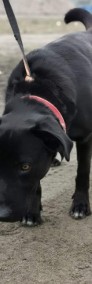 Oskar- 3 letni, nieufny pies czeka na doświadczonego opiekuna-4