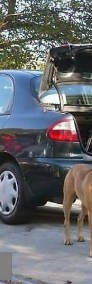 Daewoo Lanos BEZWYPADKOWY serwisowany 65tys.kmStan idealny-4