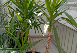 Kolekcja palm Yucca elephantipes - dwadzieścia roślin wys, 60  - 200 cm